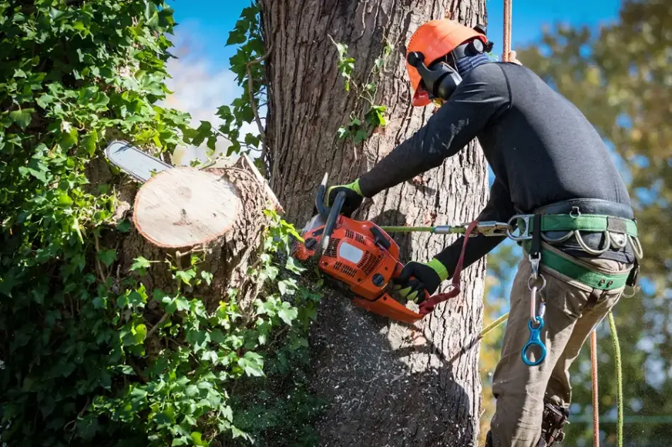 Portfolio Work by Acme Tree Service