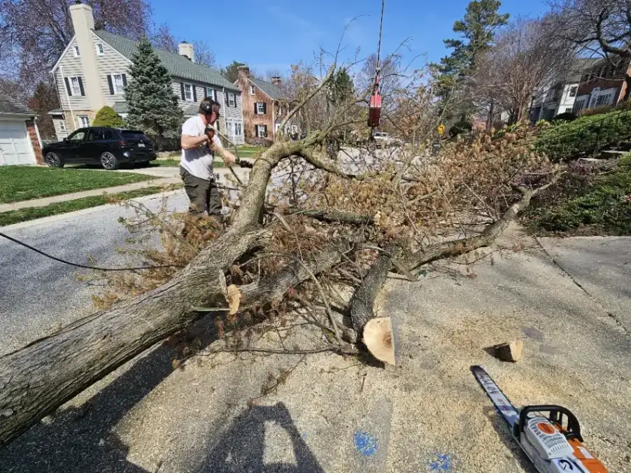 Portfolio Work by American Tree Service