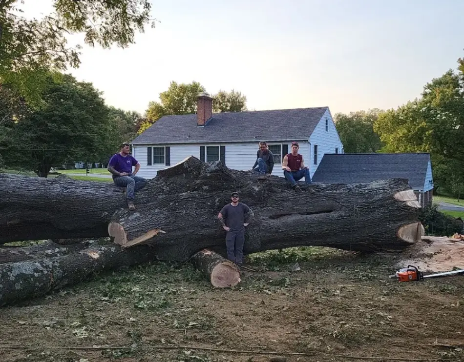 Portfolio Work by American Tree Service